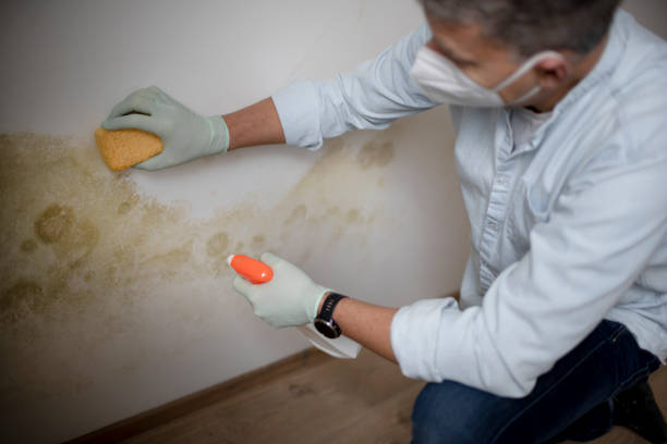 Best Mold Removal Company Near Me  in Gardere, LA